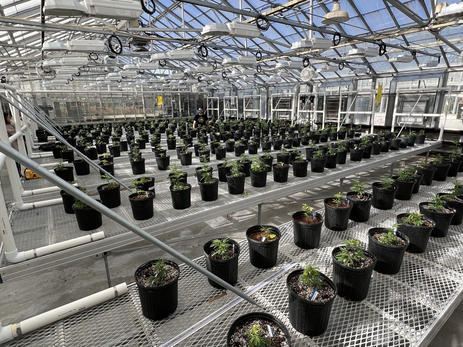 Matthew Weingarten during greenhouse-based controlled-environment trial work