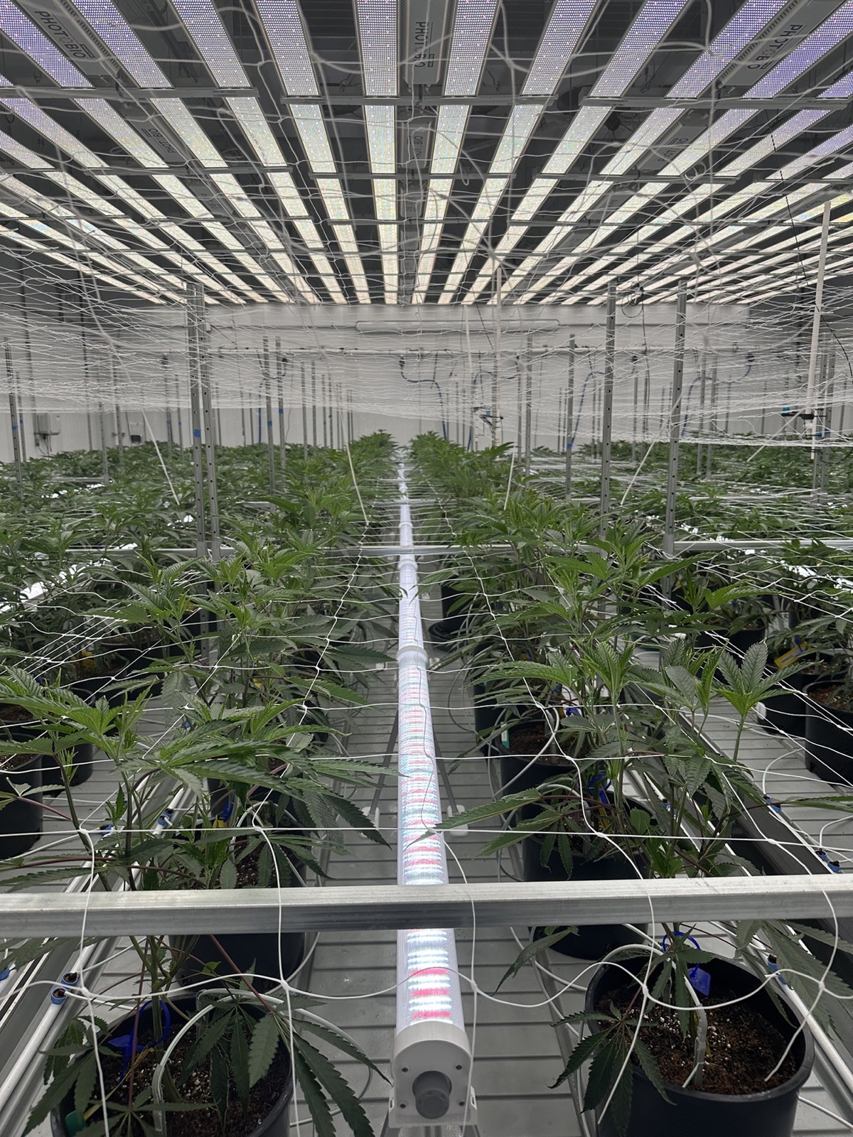 Controlled-environment crop canopy under LED lighting and trellis infrastructure