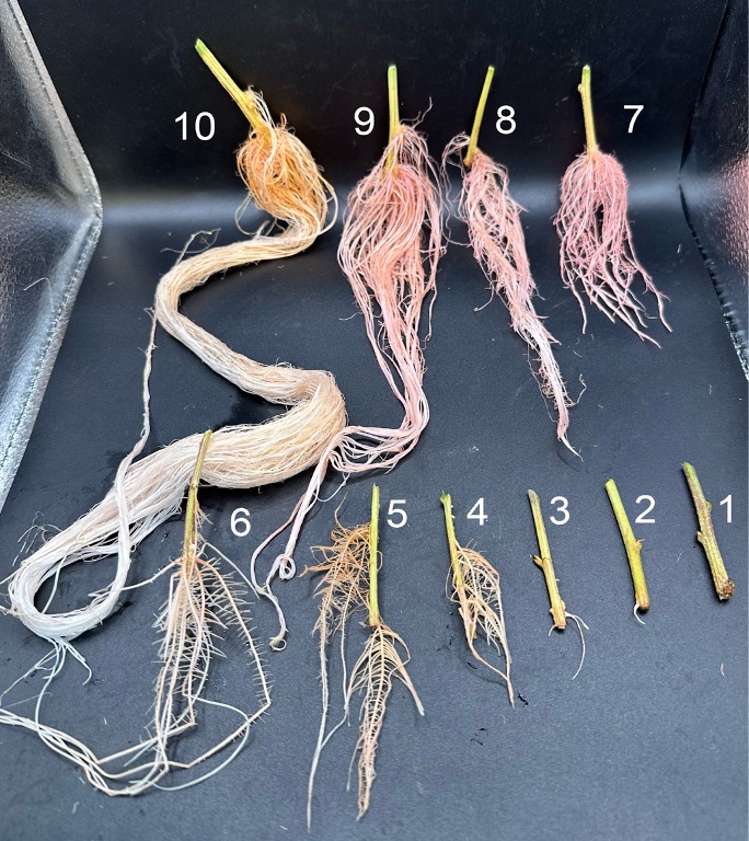 Aeroponic Cannabis sativa propagation root comparison from founder research