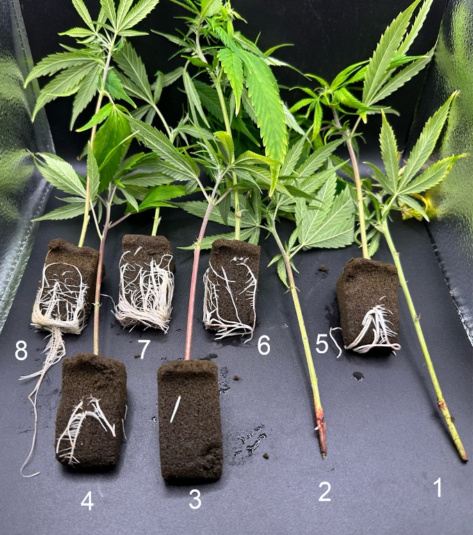 Horticultural foam Cannabis sativa propagation rooting comparison from founder research