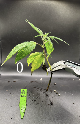 Cannabis sativa propagation measurement panel 0 from founder research