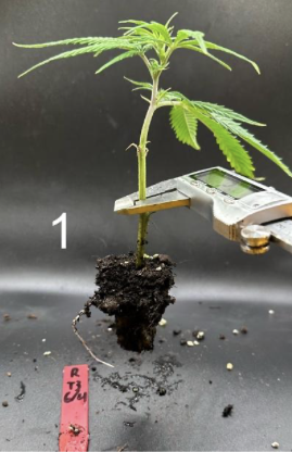 Cannabis sativa propagation measurement panel 1 from founder research