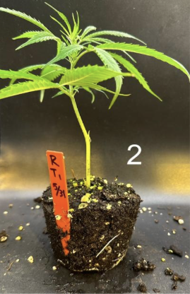 Cannabis sativa propagation measurement panel 2 from founder research