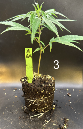 Cannabis sativa propagation measurement panel 3 from founder research