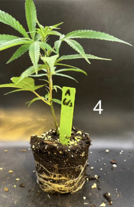 Cannabis sativa propagation measurement panel 4 from founder research
