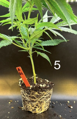Cannabis sativa propagation measurement panel 5 from founder research