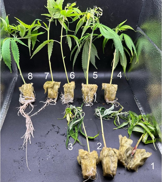 Rockwool Cannabis sativa propagation rooting comparison from founder research