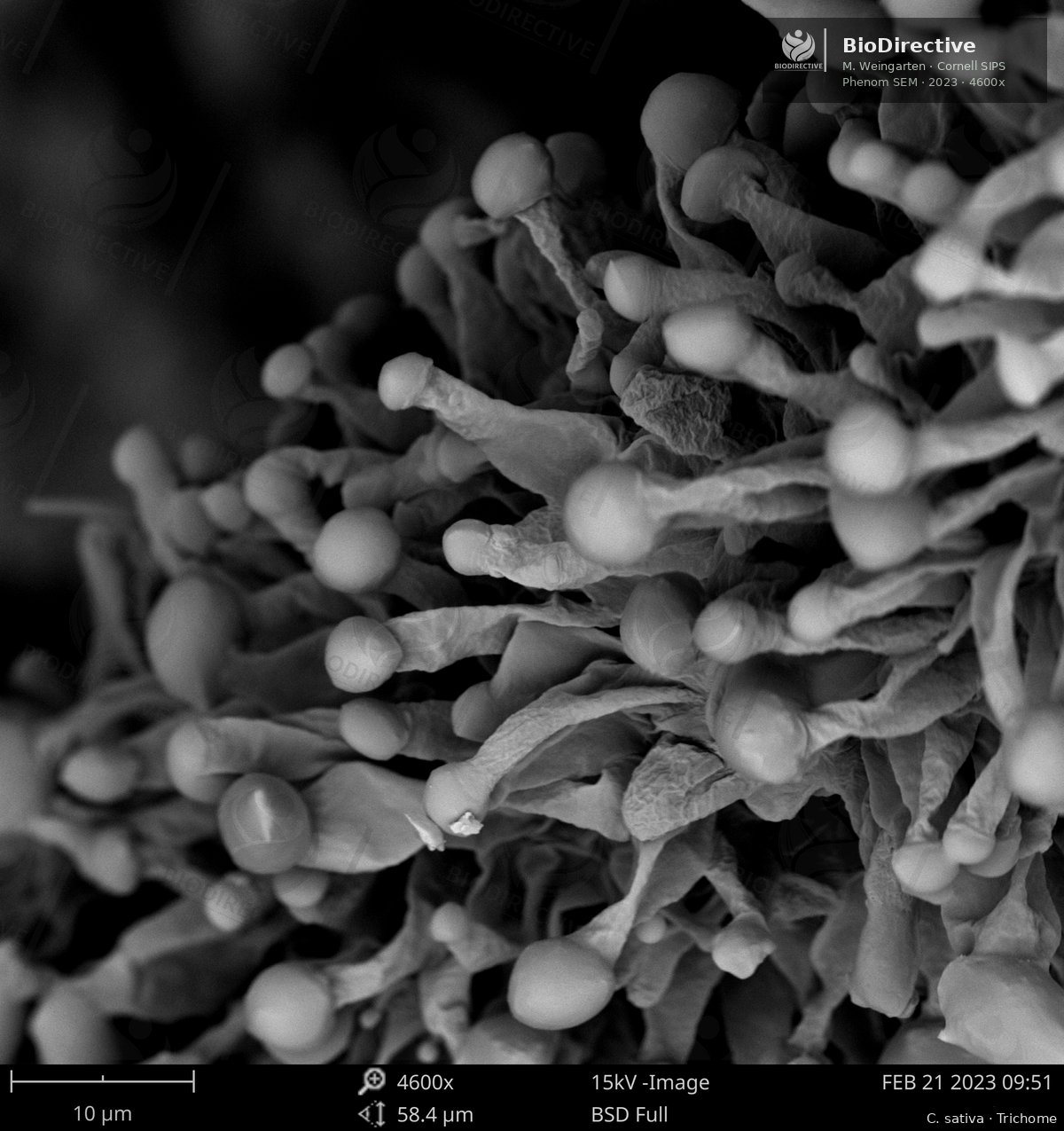 Scanning electron microscopy image by Matthew Weingarten representing advanced biological documentation